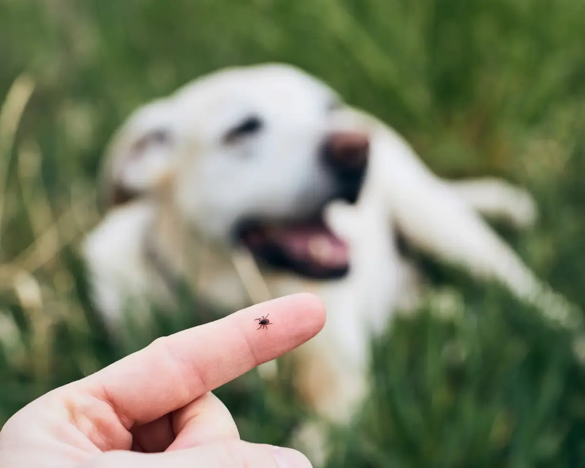 Für Hunde und Katzen: Kokosöl gegen Zecken